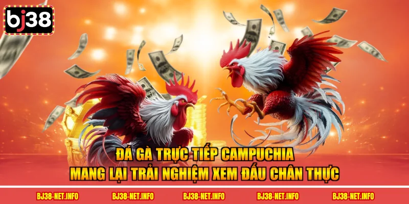 Đá gà trực tiếp campuchia mang lại trải nghiệm xem đấu chân thực
