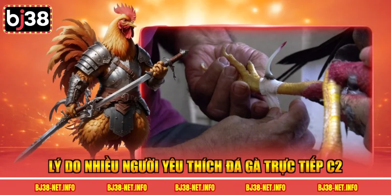 Lý do nhiều người yêu thích đá gà trực tiếp C2